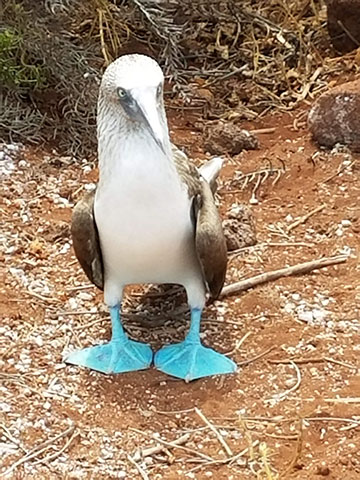 The Blue-Footed Booby, Galapagos Islands